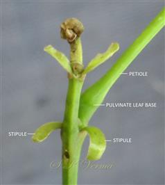  Stipules